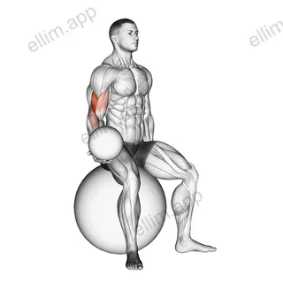 Weighted Seated Bicep Curl (on stability ball) exercise targeting Upper Arms and Brachialis