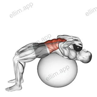 Weighted Stability Ball Crunch (Full range) exercise targeting Waist and Rectus Abdominis