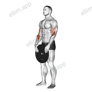 Weighted Standing Curl exercise targeting Forearms and Brachioradialis