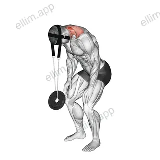 Weighted Standing Neck Extension (with head harness) exercise targeting Neck