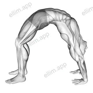 Wheel Pose Yoga Pose exercise targeting Waist