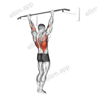 Wide Grip Pull Up exercise targeting Back
