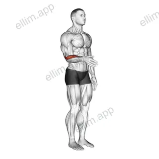 Wrist - Abduction exercise targeting Forearms