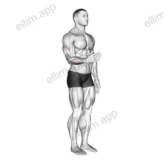 Wrist - Adduction exercise targeting Forearms