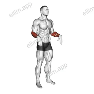 Wrist Circles exercise targeting Forearms and Wrist Extensors
