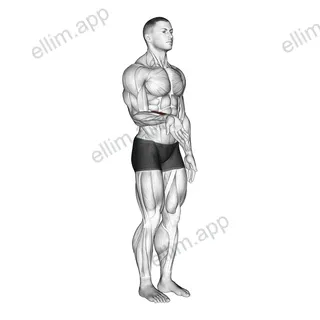 Wrist - Flexion exercise targeting Forearms